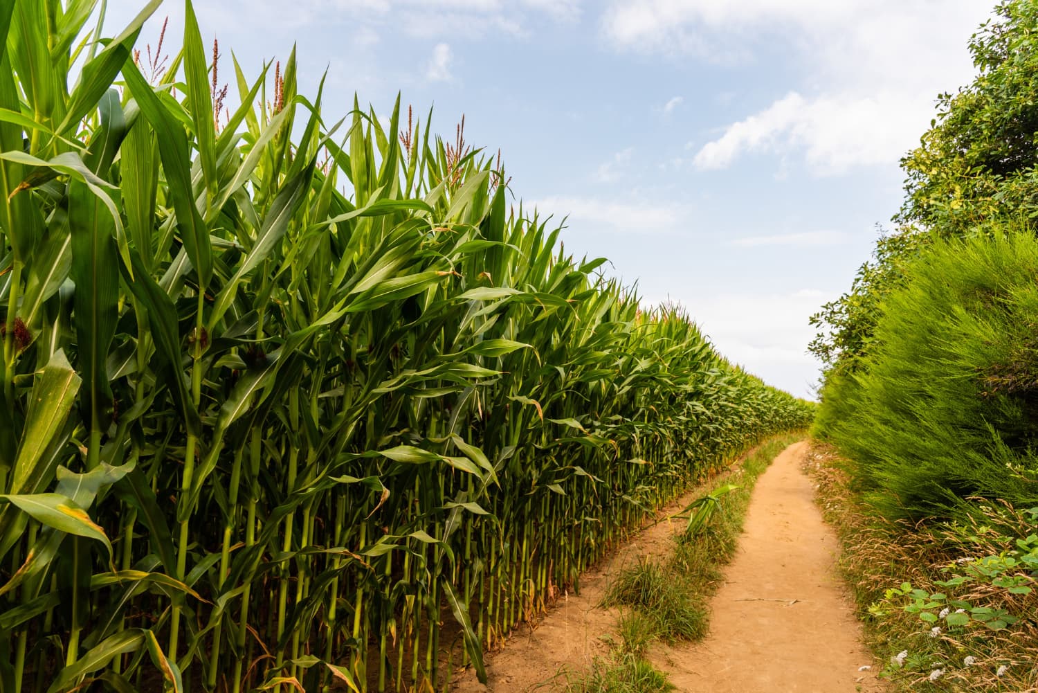 Farm Path